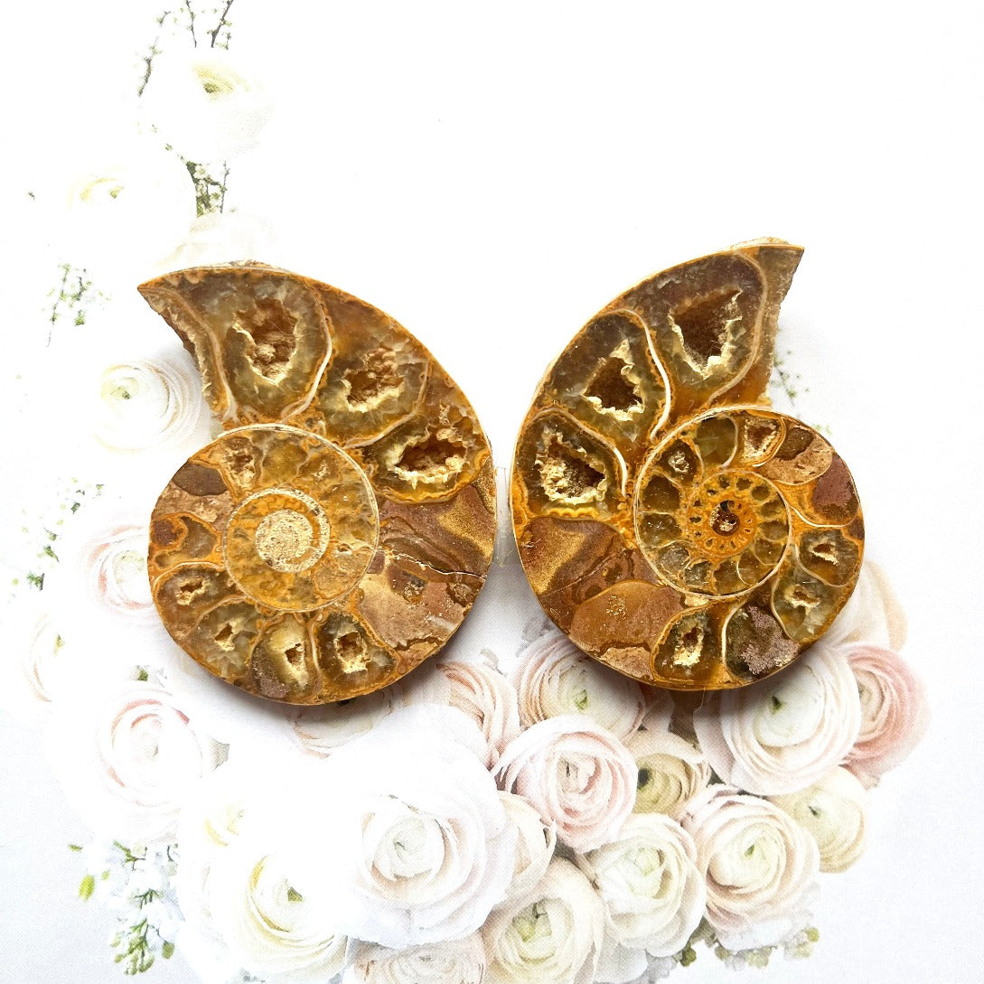 Fossilised ammonite