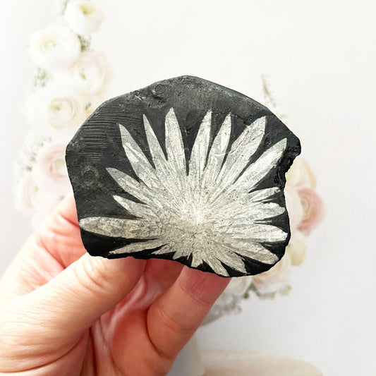 Rare chrysanthemum stone