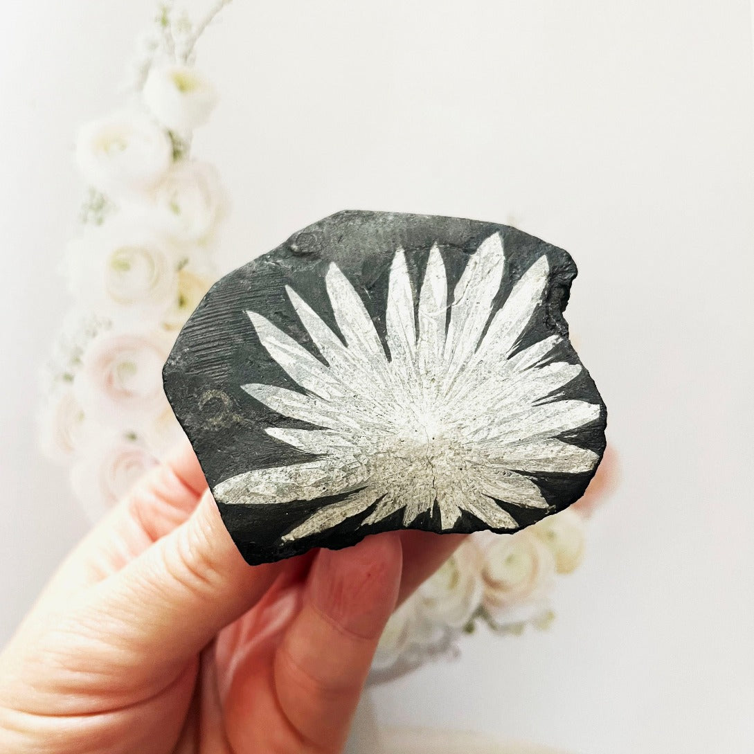 Chrysanthemum stone specimen