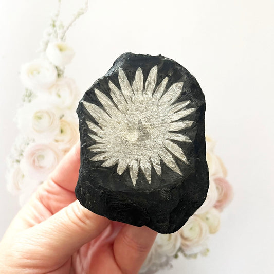 Chrysanthemum stone specimen for mothers day