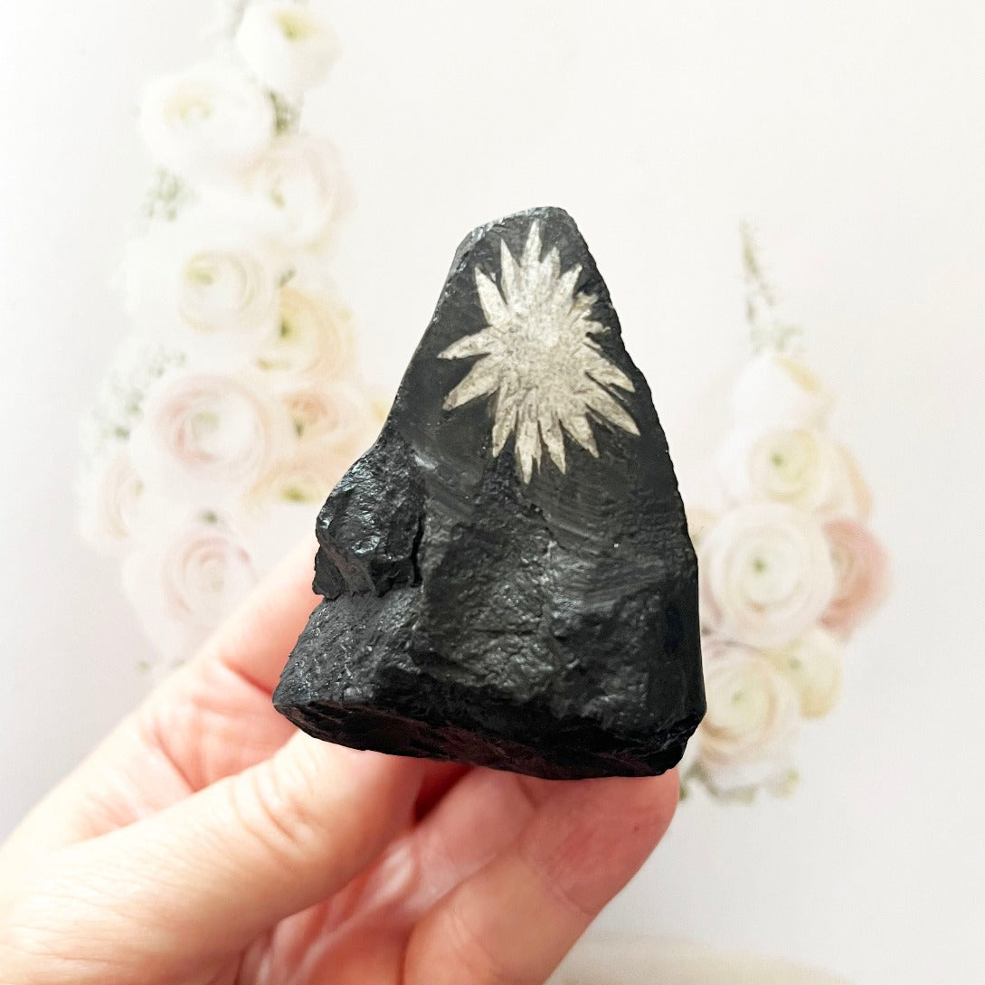 Double flower chrysanthemum stone fossil