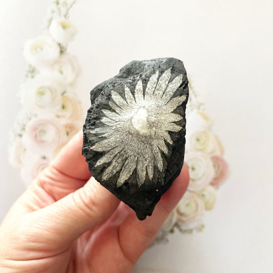 Chrysanthemum stone fossil