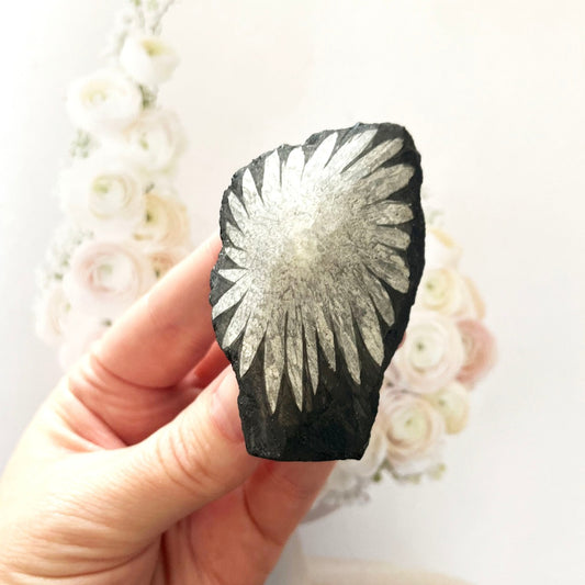 Rare chrysanthemum stone fossil
