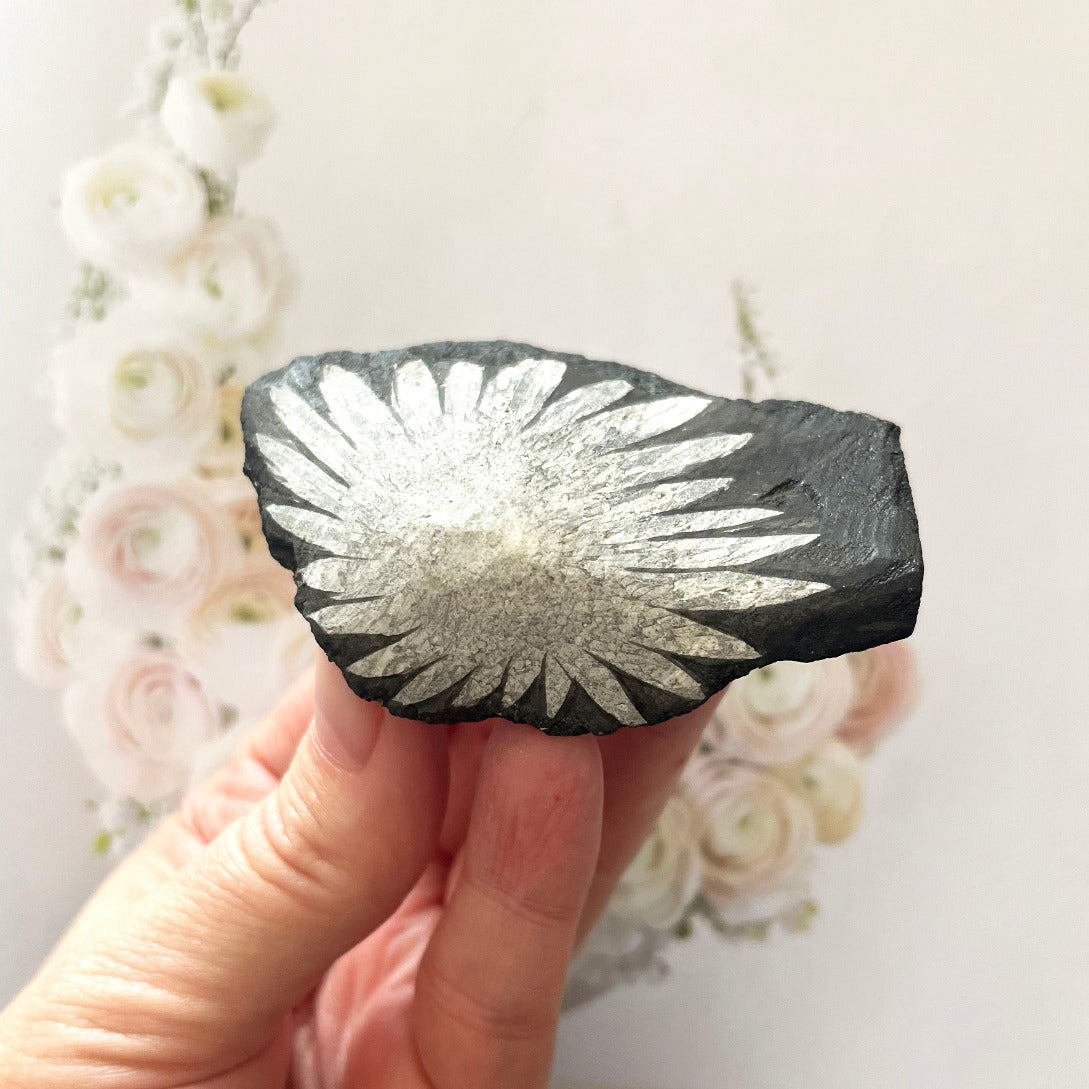 fossilised chrysanthemum stone