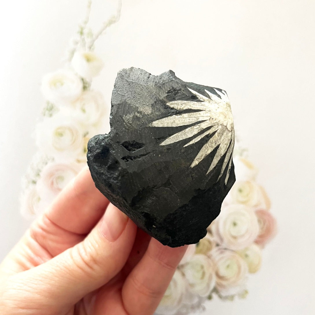 fossil chrysanthemum stone