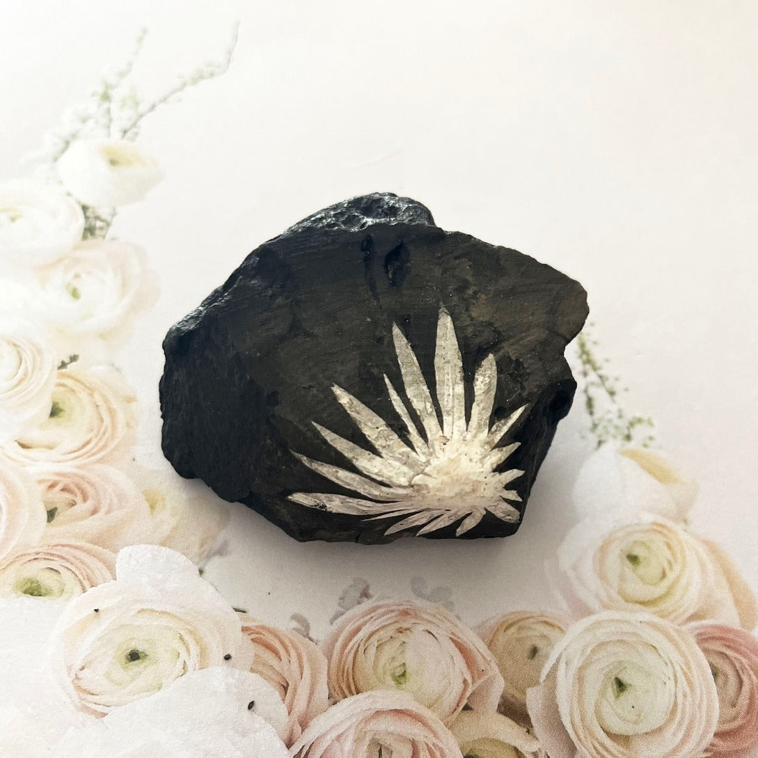 rare fossil chrysanthemum stone specimen